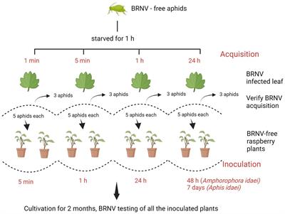 Incidence of aphid-transmitted viruses in raspberry and raspberry aphids in Norway and experiments on aphid transmission of black raspberry necrosis virus